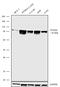 Forkhead Box M1 antibody, 702664, Invitrogen Antibodies, Western Blot image 