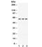 Protection Of Telomeres 1 antibody, R32337, NSJ Bioreagents, Western Blot image 