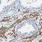 Cadherin 15 antibody, NBP1-88101, Novus Biologicals, Western Blot image 