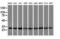 RNA Polymerase II Subunit E antibody, NBP2-00482, Novus Biologicals, Western Blot image 
