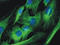 Tubulin Alpha 1b antibody, BM753F, Origene, Immunofluorescence image 