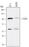 Clock Circadian Regulator antibody, AF4026, R&D Systems, Western Blot image 