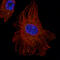 Lysosomal Associated Membrane Protein 1 antibody, AMAb91170, Atlas Antibodies, Immunocytochemistry image 