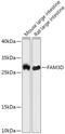 Family With Sequence Similarity 3 Member D antibody, 18-120, ProSci, Western Blot image 