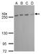 Mechanistic Target Of Rapamycin Kinase antibody, GTX630200, GeneTex, Western Blot image 
