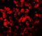 Transmembrane Protein 135 antibody, 7291, ProSci, Immunofluorescence image 