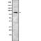 Semaphorin 3F antibody, PA5-67974, Invitrogen Antibodies, Western Blot image 