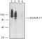 ADAM Metallopeptidase Domain 17 antibody, PA1-31481, Invitrogen Antibodies, Western Blot image 