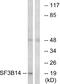 Splicing Factor 3b Subunit 6 antibody, A30748, Boster Biological Technology, Western Blot image 