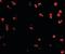 CD49D antibody, orb89197, Biorbyt, Immunofluorescence image 