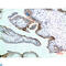 Endothelin Receptor Type B antibody, LS-C813306, Lifespan Biosciences, Western Blot image 