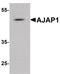 Adherens Junctions Associated Protein 1 antibody, PA5-38044, Invitrogen Antibodies, Western Blot image 