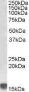 Sulfiredoxin 1 antibody, PA5-19037, Invitrogen Antibodies, Western Blot image 