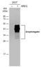 Amphiregulin antibody, GTX100986, GeneTex, Western Blot image 