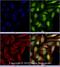 Podocalyxin Like antibody, NB110-41503, Novus Biologicals, Immunofluorescence image 