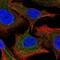 Phosphopantothenoylcysteine Decarboxylase antibody, PA5-61065, Invitrogen Antibodies, Immunofluorescence image 