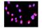 Interferon Regulatory Factor 3 antibody, A00165-5, Boster Biological Technology, Immunofluorescence image 