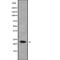 RAB1B, Member RAS Oncogene Family antibody, PA5-68302, Invitrogen Antibodies, Western Blot image 