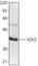 Quiescin Sulfhydryl Oxidase 1 antibody, 630801, BioLegend, Western Blot image 