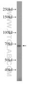 RNF36 antibody, 12951-1-AP, Proteintech Group, Western Blot image 