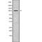 BCAS3 Microtubule Associated Cell Migration Factor antibody, abx148553, Abbexa, Western Blot image 