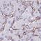 AKAP12 antibody, NBP2-38786, Novus Biologicals, Immunohistochemistry paraffin image 