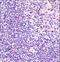 Acidic Nuclear Phosphoprotein 32 Family Member A antibody, LS-C156365, Lifespan Biosciences, Immunohistochemistry paraffin image 