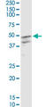 Colony Stimulating Factor 2 antibody, LS-C196980, Lifespan Biosciences, Western Blot image 