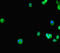 GATA Binding Protein 5 antibody, LS-C678047, Lifespan Biosciences, Immunofluorescence image 