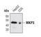 Dual Specificity Phosphatase 6 antibody, PA5-17107, Invitrogen Antibodies, Western Blot image 