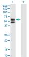Sulfotransferase Hlo antibody, MA5-24472, Invitrogen Antibodies, Western Blot image 