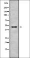 Golgi Reassembly Stacking Protein 1 antibody, orb338332, Biorbyt, Western Blot image 
