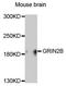 Glutamate Ionotropic Receptor NMDA Type Subunit 2B antibody, A0890, ABclonal Technology, Western Blot image 