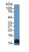 Fatty Acid Binding Protein 3 antibody, LS-C723361, Lifespan Biosciences, Western Blot image 