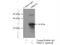 Paired Related Homeobox 2 antibody, 23869-1-AP, Proteintech Group, Immunoprecipitation image 