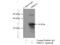 Paired mesoderm homeobox protein 2 antibody, 23869-1-AP, Proteintech Group, Immunoprecipitation image 