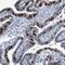 Fatty Acid Desaturase 6 antibody, NBP2-14490, Novus Biologicals, Immunohistochemistry frozen image 