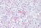 Sialic Acid Binding Ig Like Lectin 7 antibody, MBS243192, MyBioSource, Immunohistochemistry frozen image 