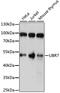 Ubiquitin Protein Ligase E3 Component N-Recognin 7 (Putative) antibody, LS-C750434, Lifespan Biosciences, Western Blot image 