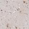 Apolipoprotein L2 antibody, HPA001078, Atlas Antibodies, Immunohistochemistry paraffin image 