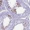High Mobility Group Box 4 antibody, NBP1-93780, Novus Biologicals, Immunohistochemistry frozen image 