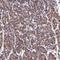 Fructosamine 3 Kinase Related Protein antibody, HPA065831, Atlas Antibodies, Immunohistochemistry frozen image 
