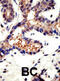 Ubiquilin 3 antibody, abx031566, Abbexa, Immunohistochemistry paraffin image 