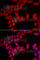 UDP-galactose translocator antibody, A7233, ABclonal Technology, Immunofluorescence image 