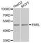 Presenilin Associated Rhomboid Like antibody, STJ110531, St John
