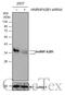 Heterogeneous Nuclear Ribonucleoprotein A2/B1 antibody, GTX117578, GeneTex, Western Blot image 