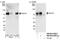 RAD18 E3 Ubiquitin Protein Ligase antibody, NB100-61063, Novus Biologicals, Western Blot image 