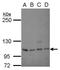 Sp1 Transcription Factor antibody, PA5-27243, Invitrogen Antibodies, Western Blot image 