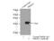 Protein Activator Of Interferon Induced Protein Kinase EIF2AK2 antibody, 10771-1-AP, Proteintech Group, Immunoprecipitation image 
