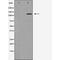 Fer3 Like BHLH Transcription Factor antibody, orb233623, Biorbyt, Western Blot image 